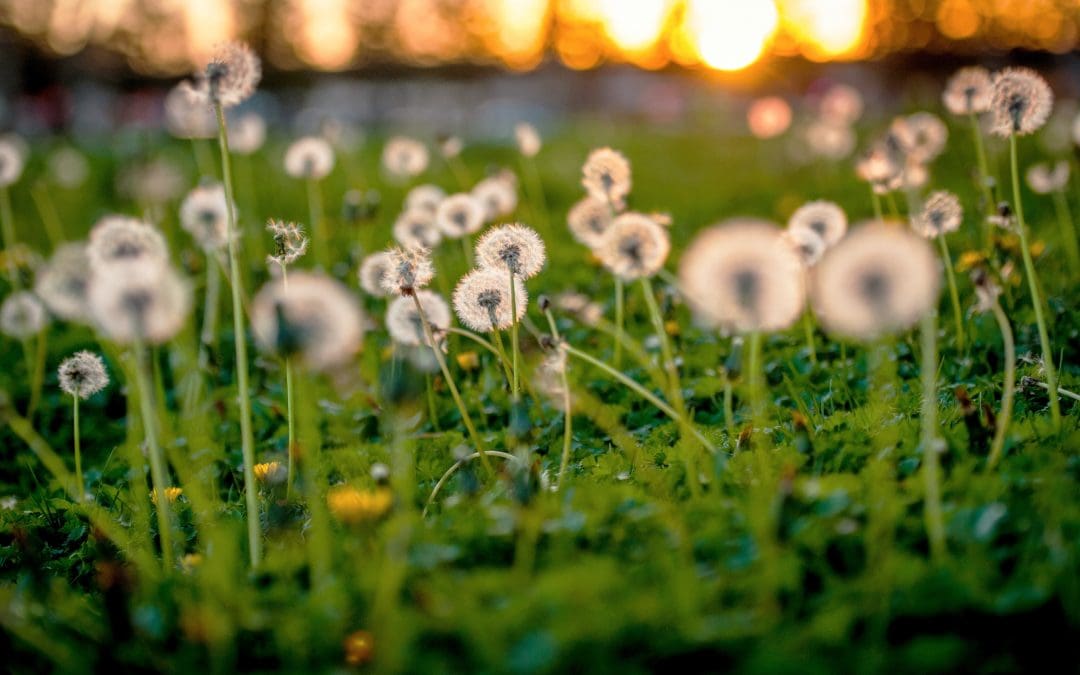 Pascallerg® – Homeopathy for Hay Fever Sufferers