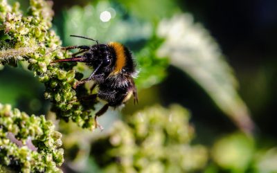 Two Surprise Remedies in the Fight Against Seasonal Allergies